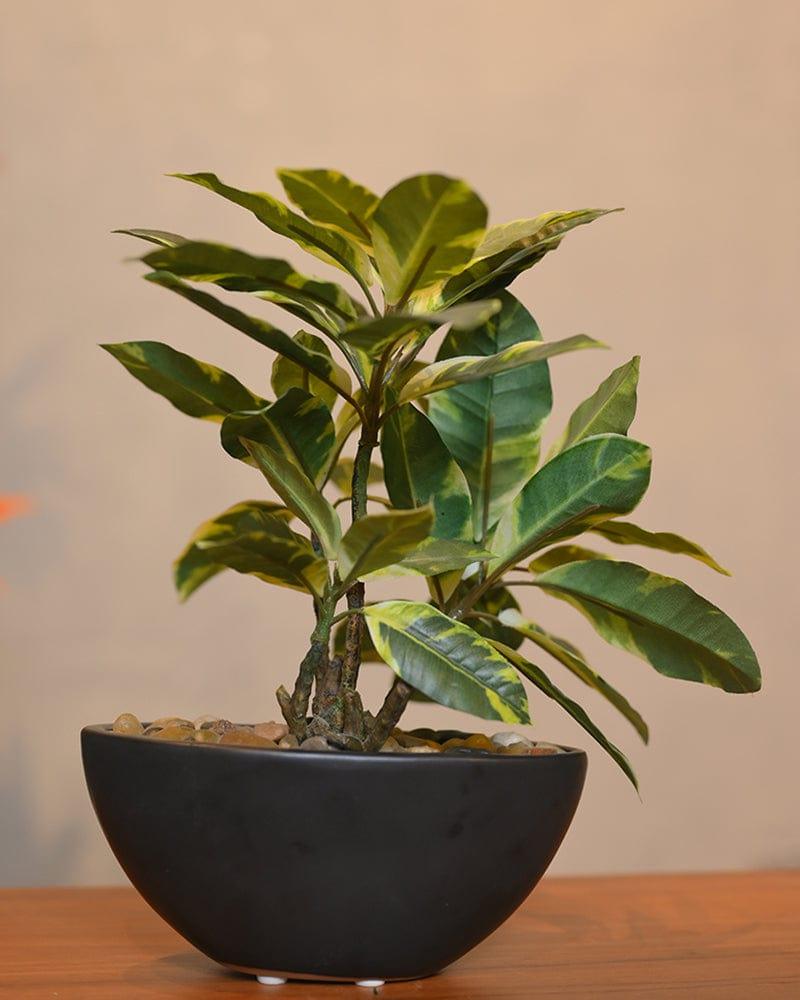 Black Round Ceramic Planter - Ouch Cart